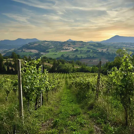 Verdicchio - With Wellness For Winelovers Cupramontana