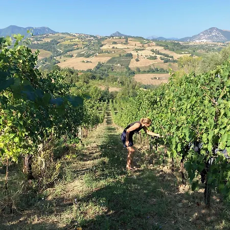 Bed & Breakfast Verdicchio - With Wellness For Winelovers